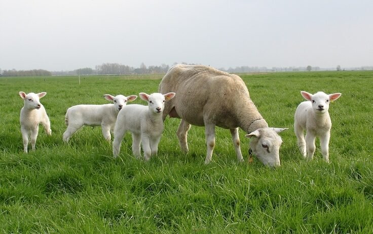 Organic farms avoid toxic inputs, improve soil health, grow clean, sustainable food that supports nature.