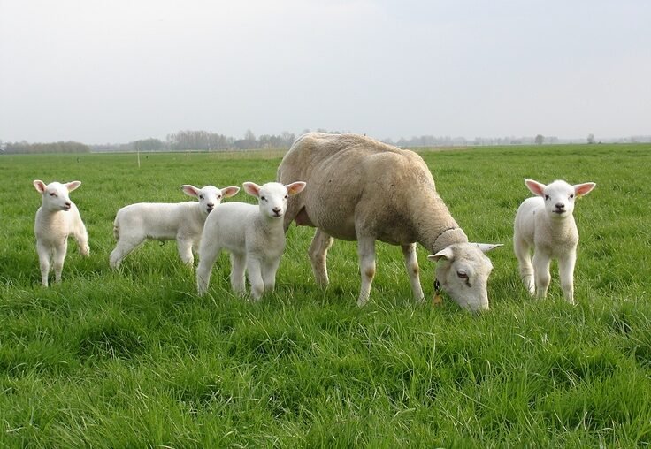 Organic farms avoid toxic inputs, improve soil health, grow clean, sustainable food that supports nature.