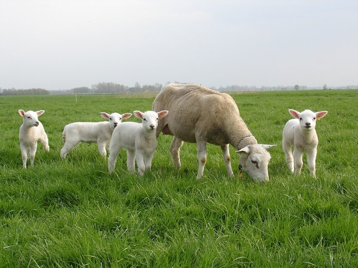 Organic farms avoid toxic inputs, improve soil health, grow clean, sustainable food that supports nature.