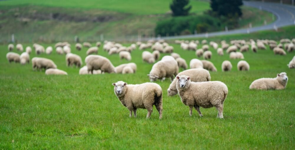 Organic farms avoid toxic inputs, improve soil health, grow clean, sustainable food that supports nature.