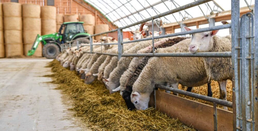 Organic farms avoid toxic inputs, improve soil health, grow clean, sustainable food that supports nature.