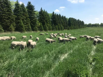 Organic farms avoid toxic inputs, improve soil health, grow clean, sustainable food that supports nature.