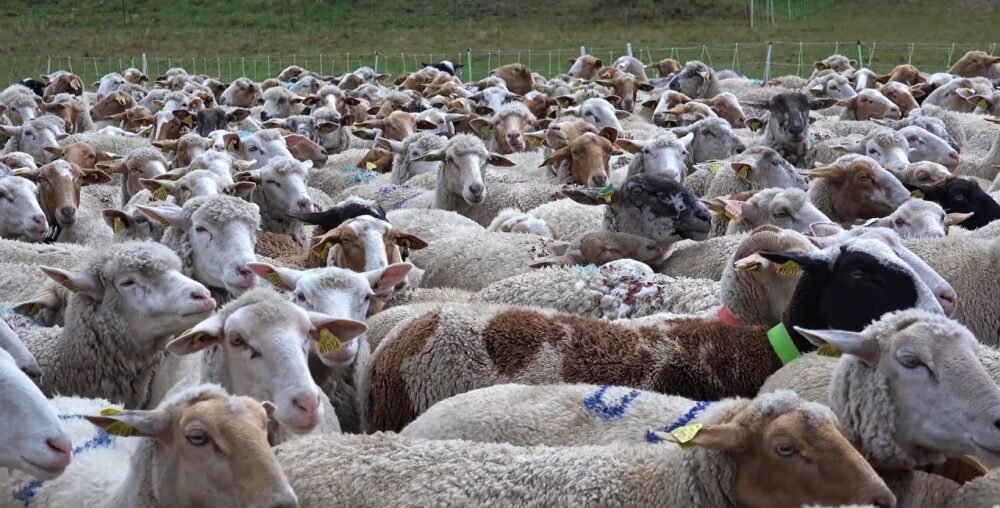 Organic farms avoid toxic inputs, improve soil health, grow clean, sustainable food that supports nature.