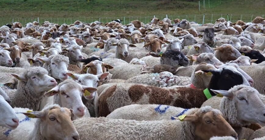 Organic farms avoid toxic inputs, improve soil health, grow clean, sustainable food that supports nature.